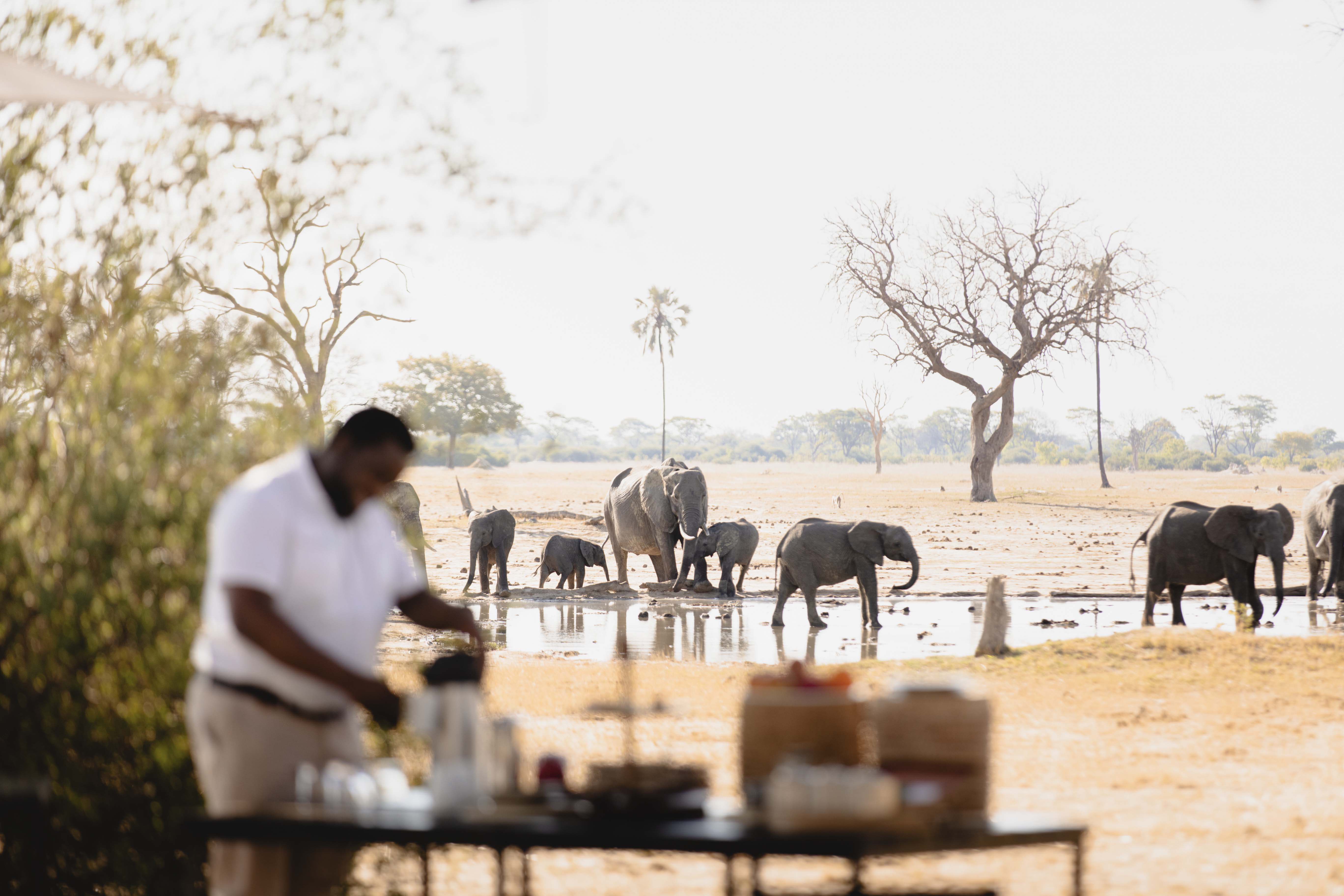 Stay at Linkwasha Camp on a Luxury Zimbabwe Safari